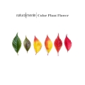 "Color Plant Flower" linija